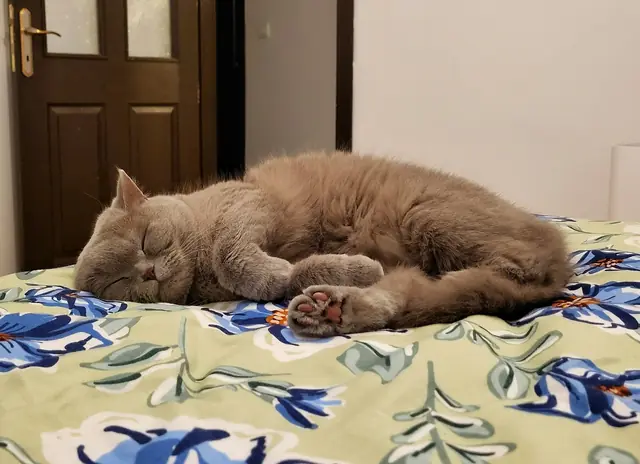 Lina, çiçek desenli bir yatak örtüsünün üstünde uyuyor