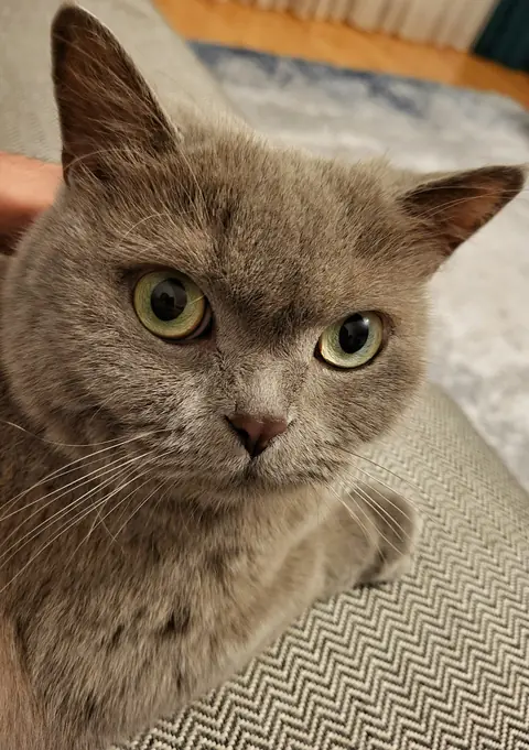 Lina, iri sarı gözleriyle objektife bakıyor
