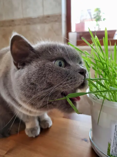 Lina, saksıdaki kedi çimini ısırıyor
