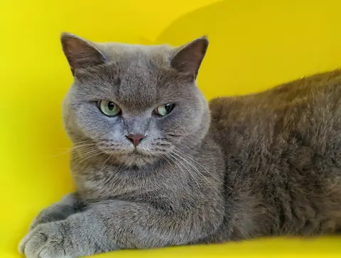 Lina, sarı bir zeminin önünde uzanmış