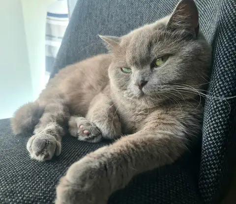 Lina, koyu gri bir koltukta yan yatmış, objektife bakıyor