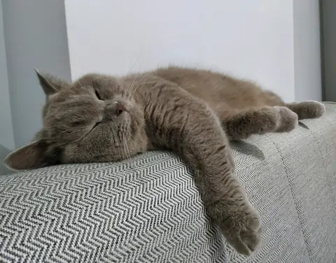 Lina, kanepenin kolçağına uzanmış dinleniyor