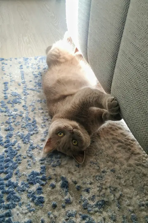 Lina, halının üstünde sırtüstü yatmış, baş aşağı bakıyor
