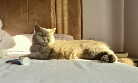 Lina, güneş alan bir yatağın üstünde uzanmış