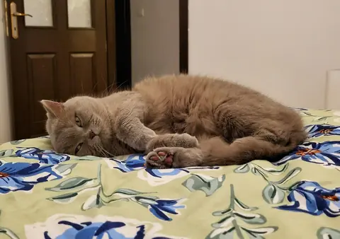 Lina, çiçek desenli yatak örtüsünün üstünde uzanmış